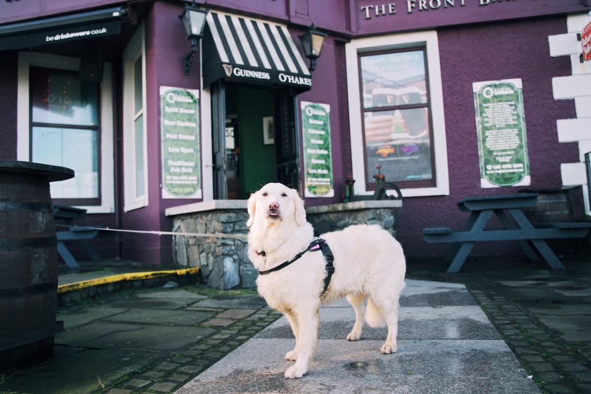 Dog Friendly Itinerary Down - 05