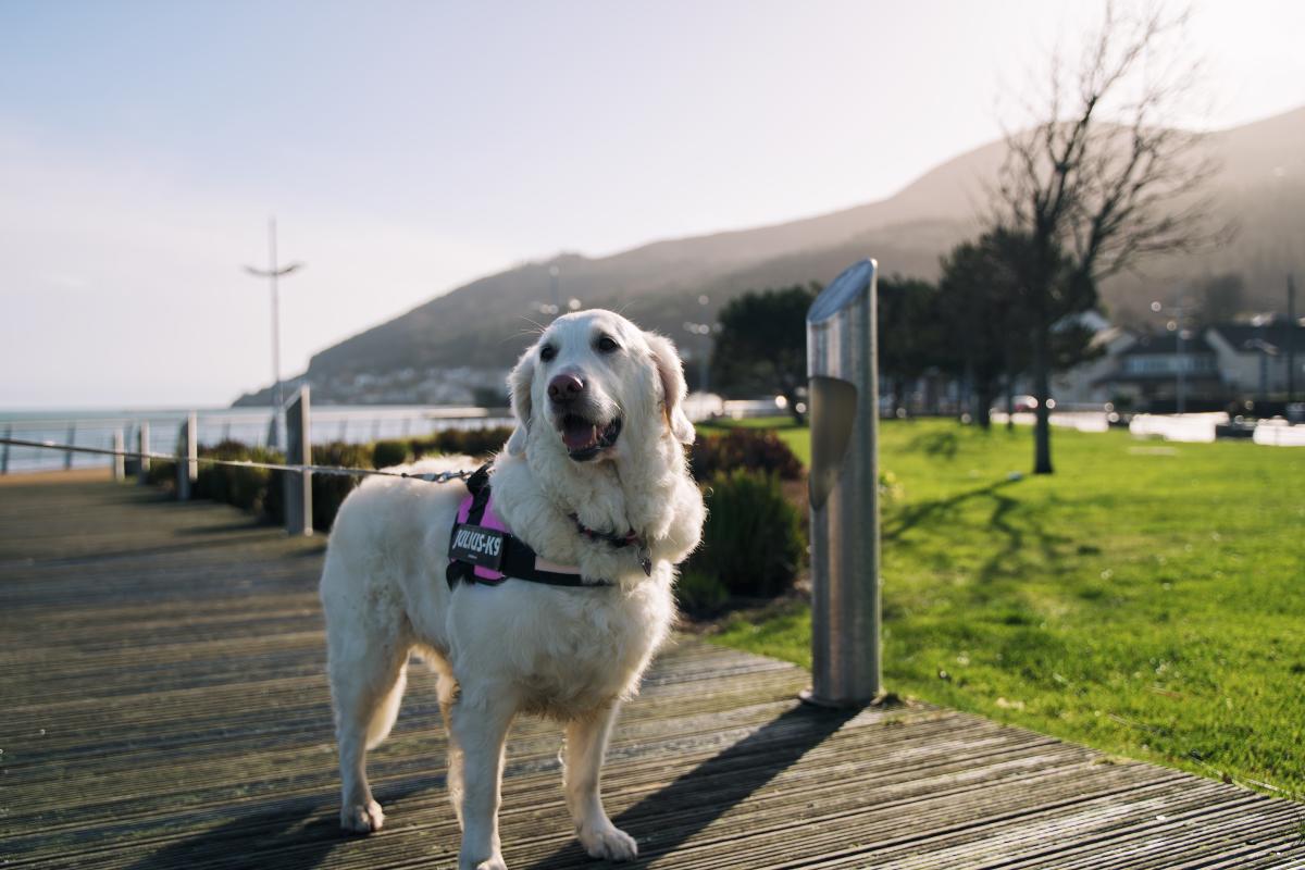 Dog Friendly Itinerary Down - 07