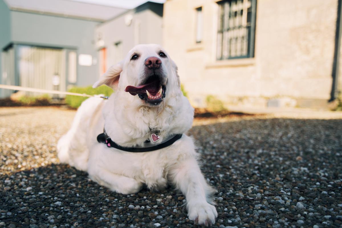 Dog Friendly Itinerary Derry~Londonderry - 12