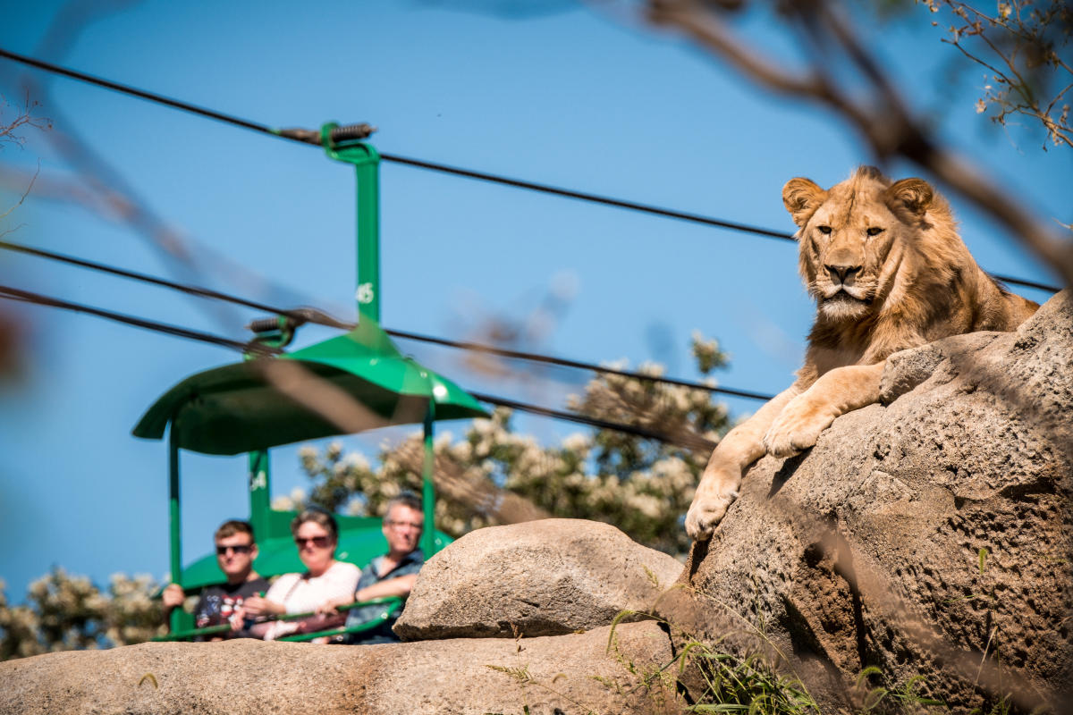 Skyfari Lion Rock