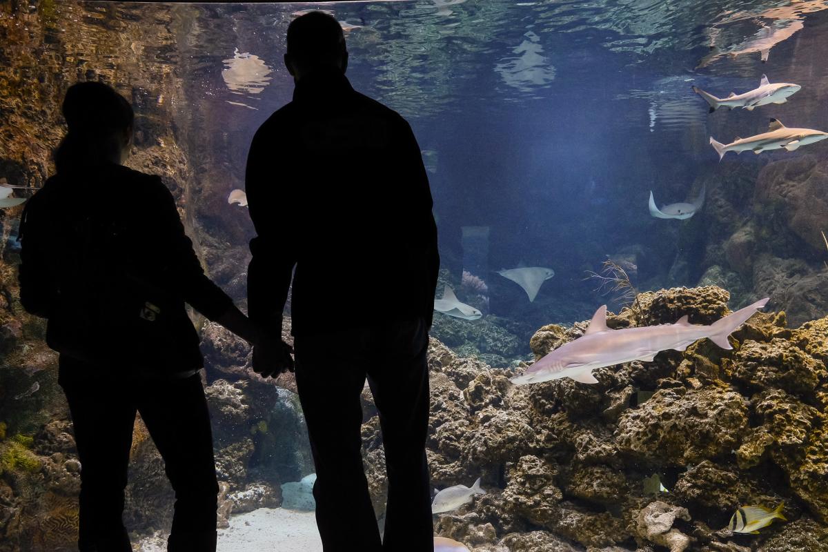 Omaha's Henry Doorly Zoo and Aquarium, Couple watches sharks