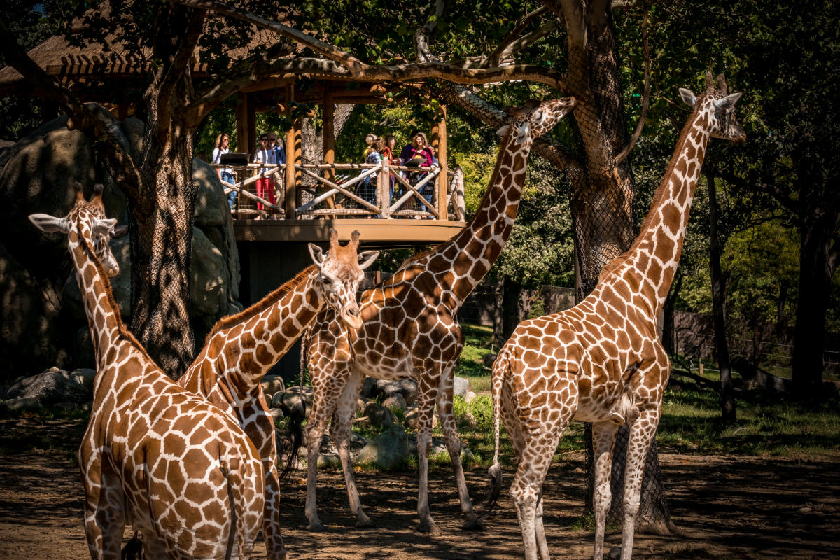 Omaha's Henry Doorly Zoo and Aquarium