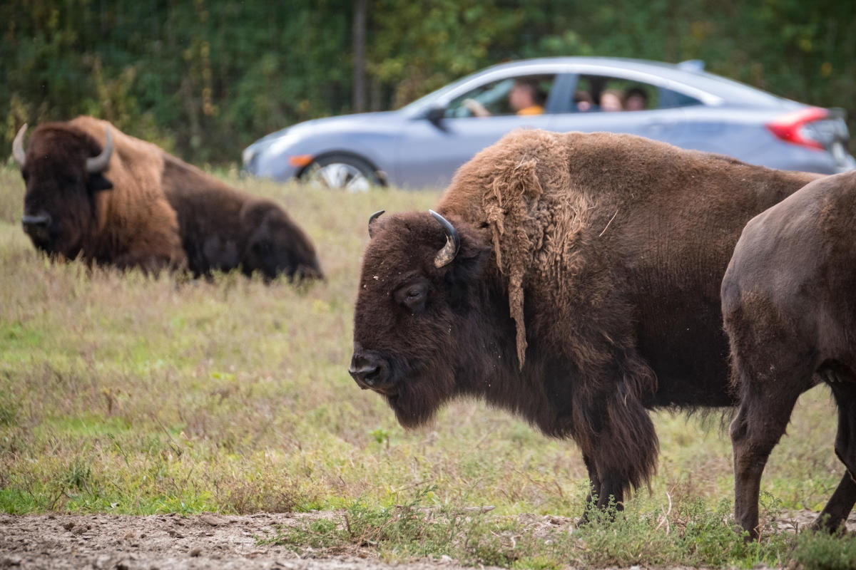 Bison by Eric Francis