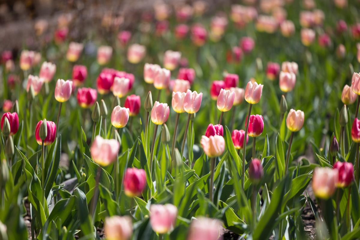 tulips