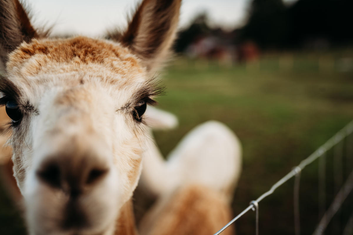 alpaca close up