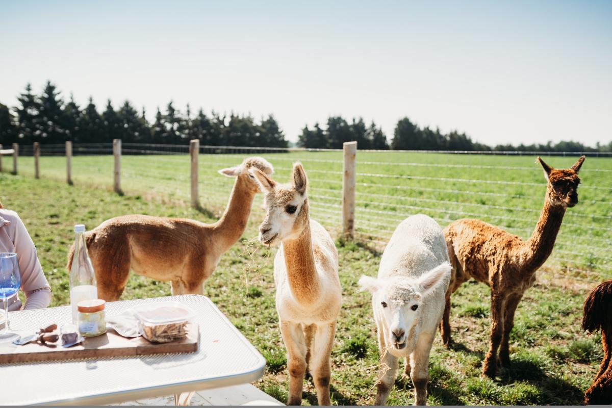 Alpaca picnic