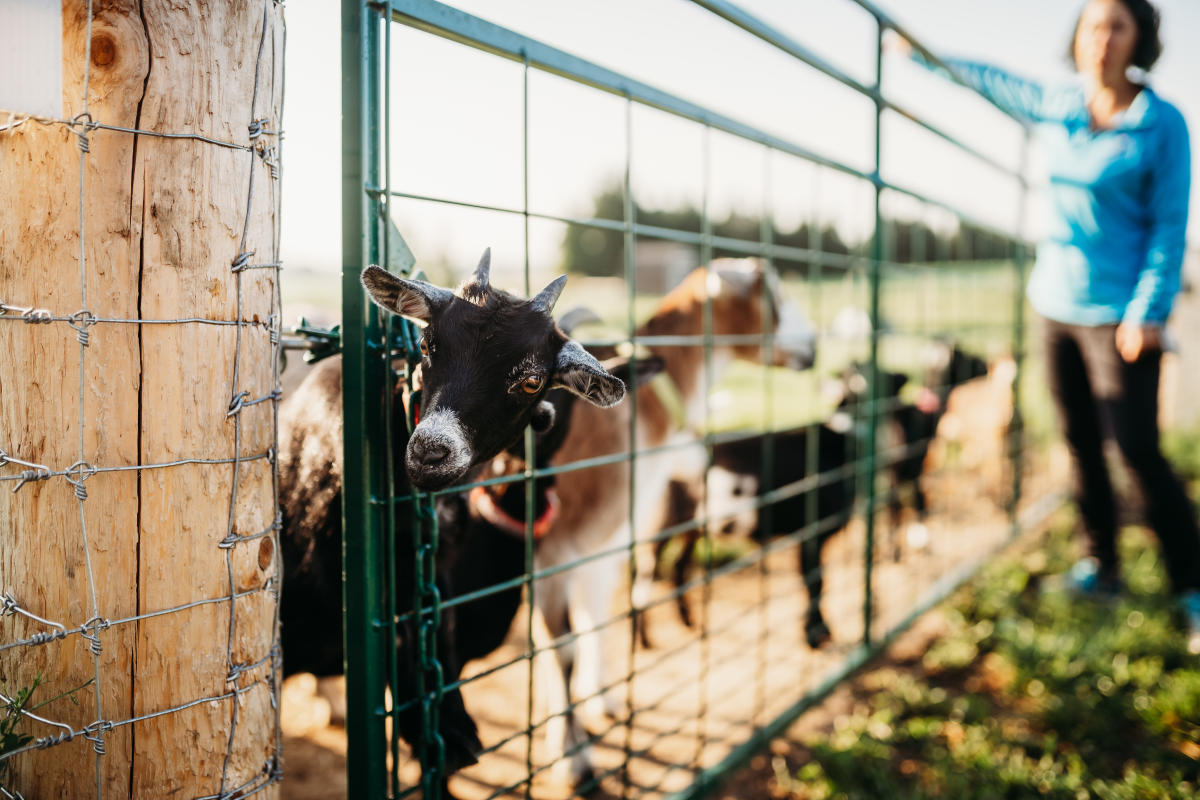 Cheryl udderly ridiculous farm life
