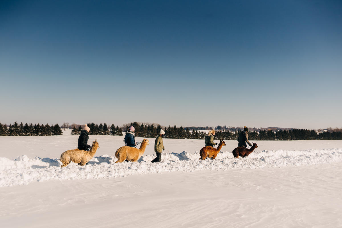 Winter alpaca walk
