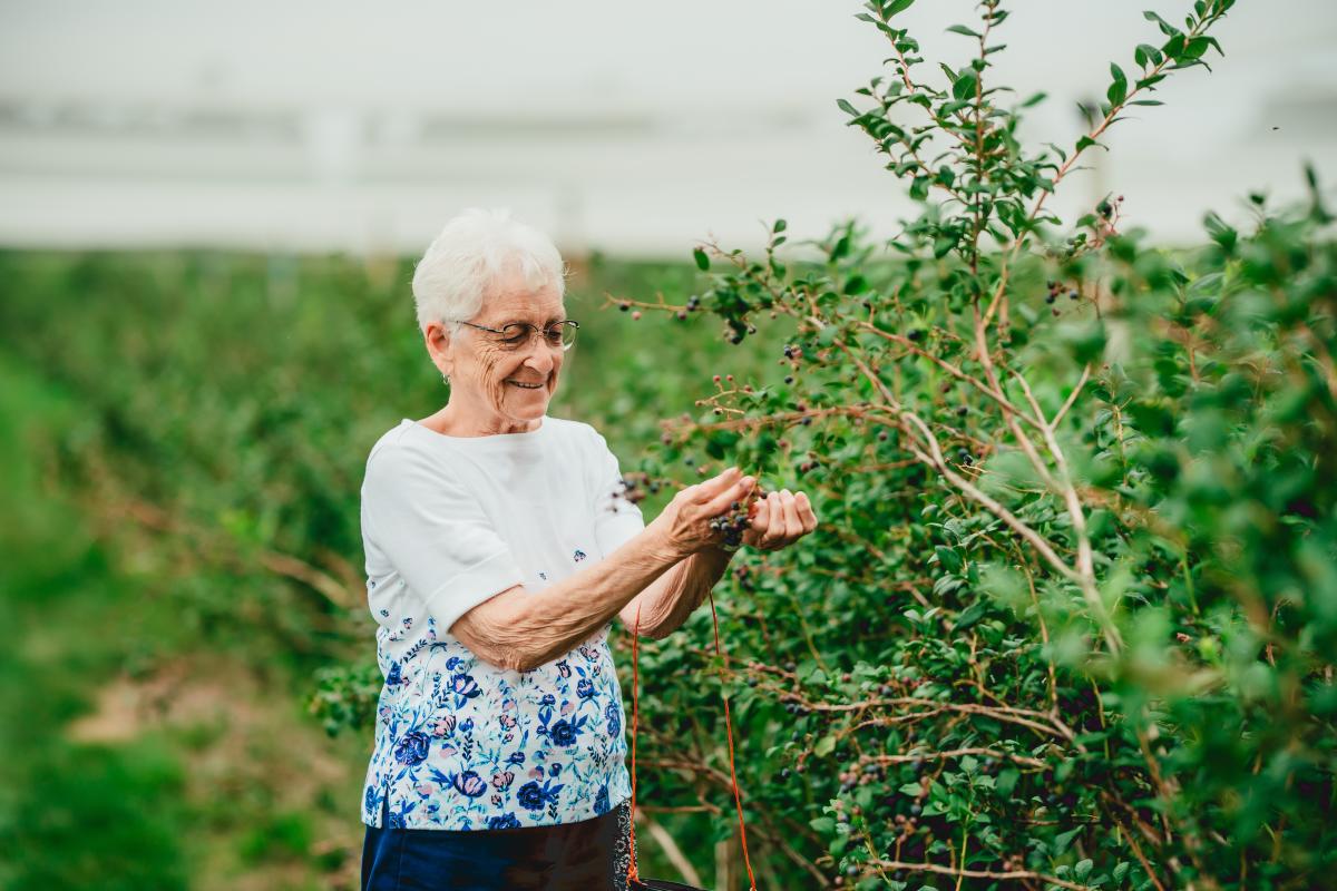 Berry picking Marian's Country Tea