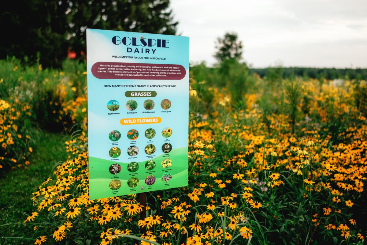 Pollinator garden golspie