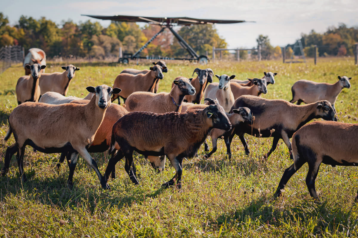 Greener Pastures animals