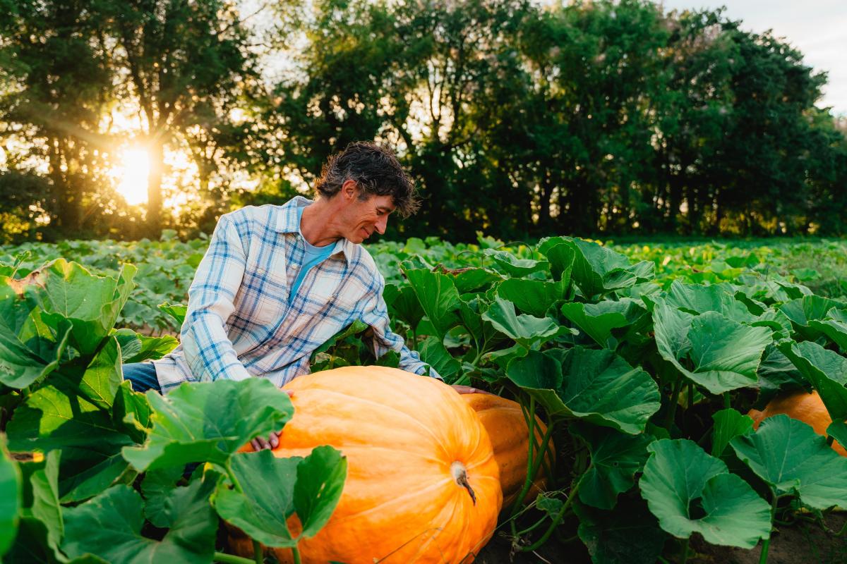 son-in-law pumpkin patch