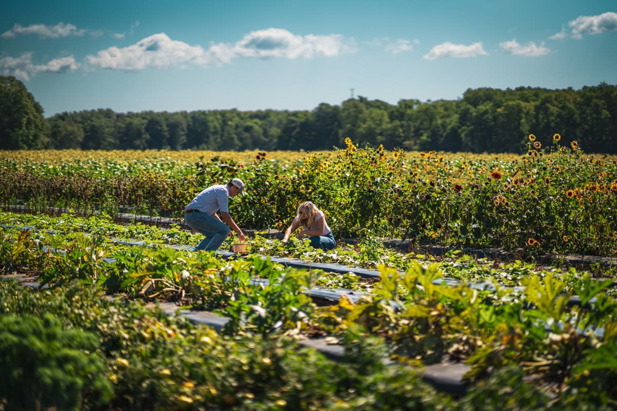 harvesting the crop