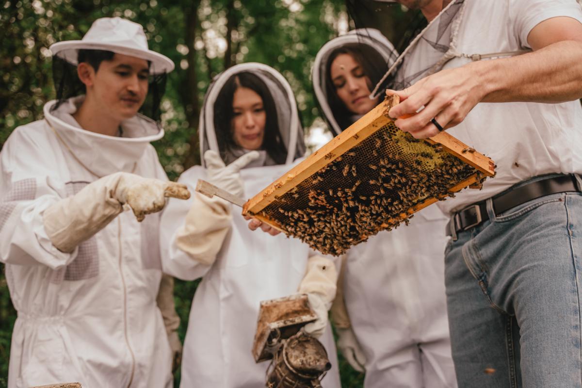 Meet the bees guests and hives