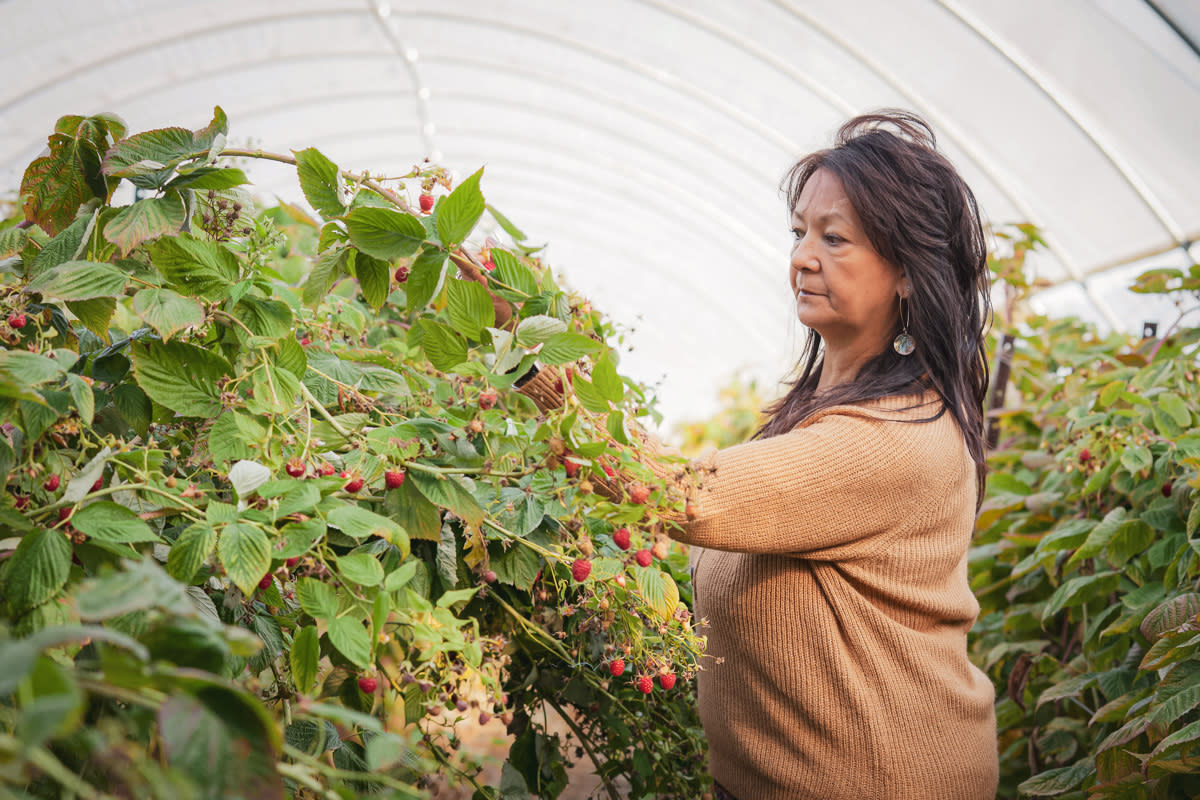 Sheldon Berries Woman Harvest Farm