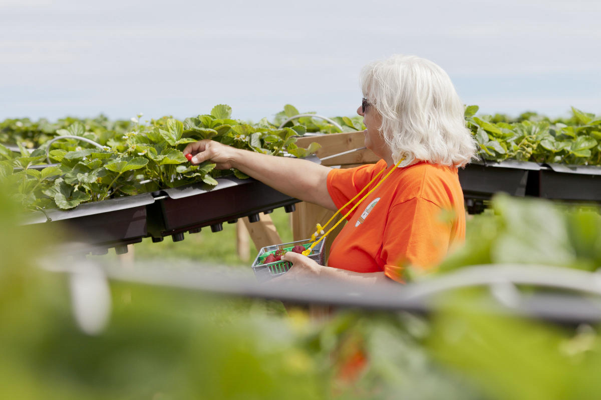 Orange Door Acres Strawberries