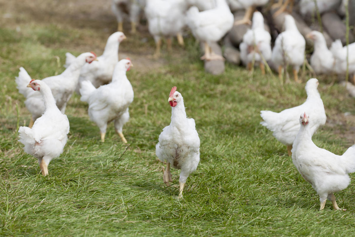 Orange Door Acres Chickens