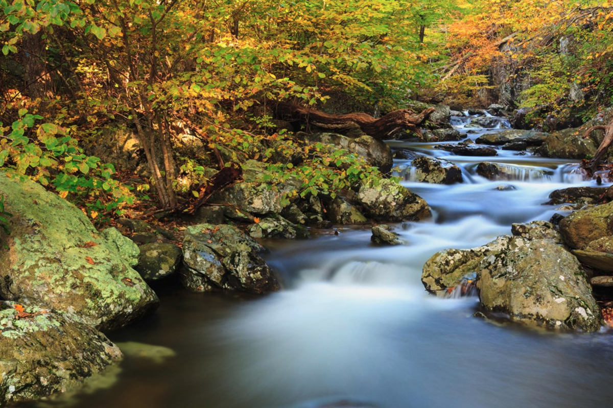 Tranquil stream at Whiteoak Falls flows over smooth rocks, surrounded by vibrant green, yellow, and orange autumn foliage.