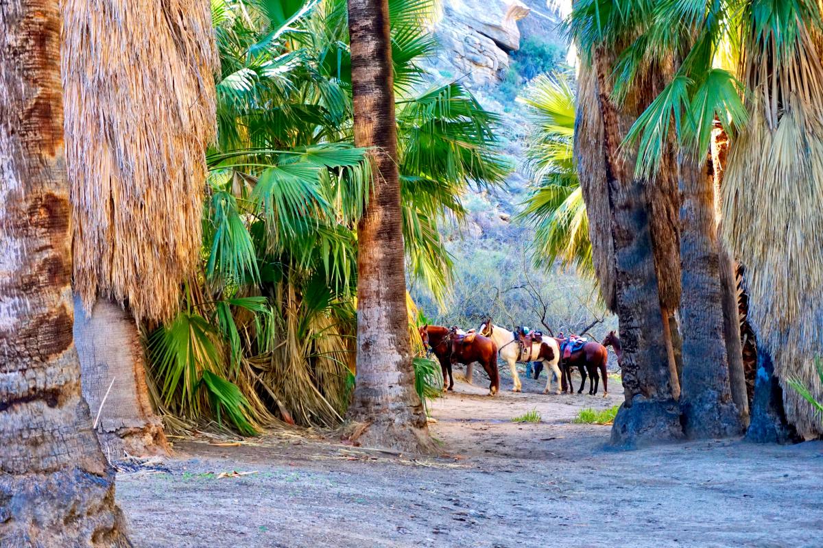 Horseback riding at Indian Canyons