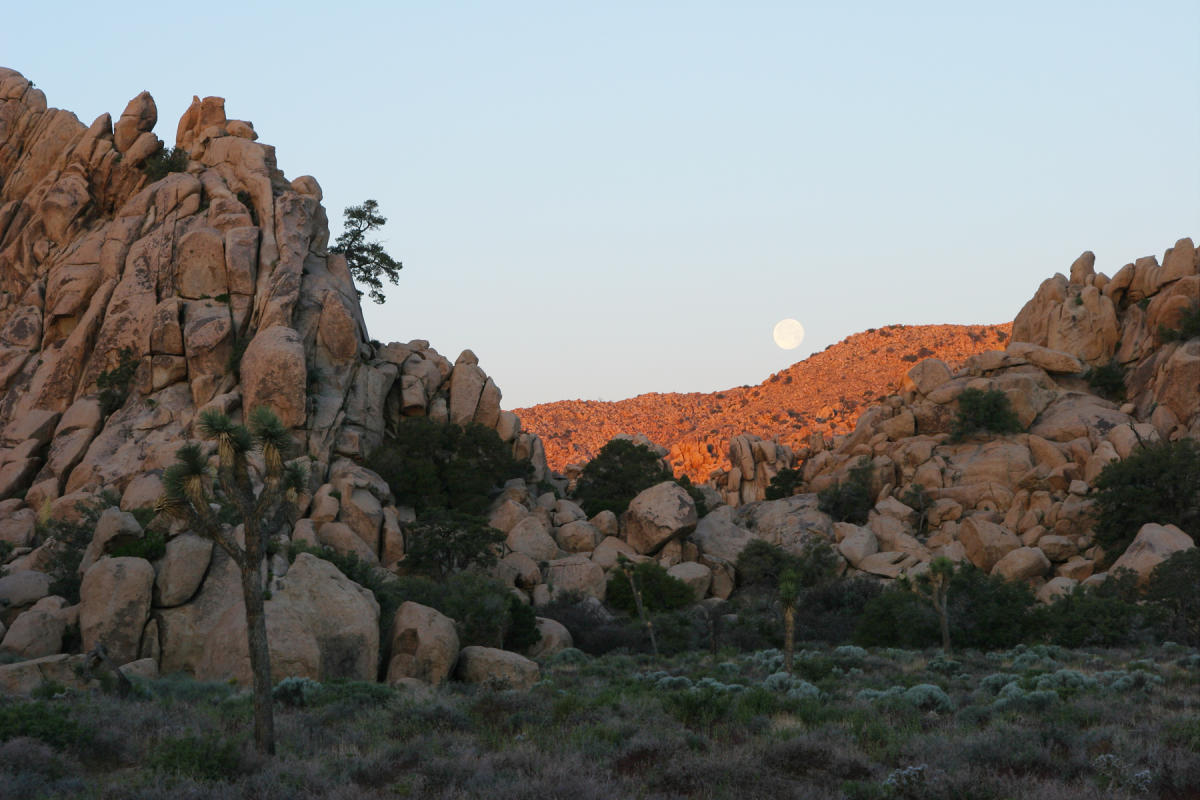 Joshua Tree National Park