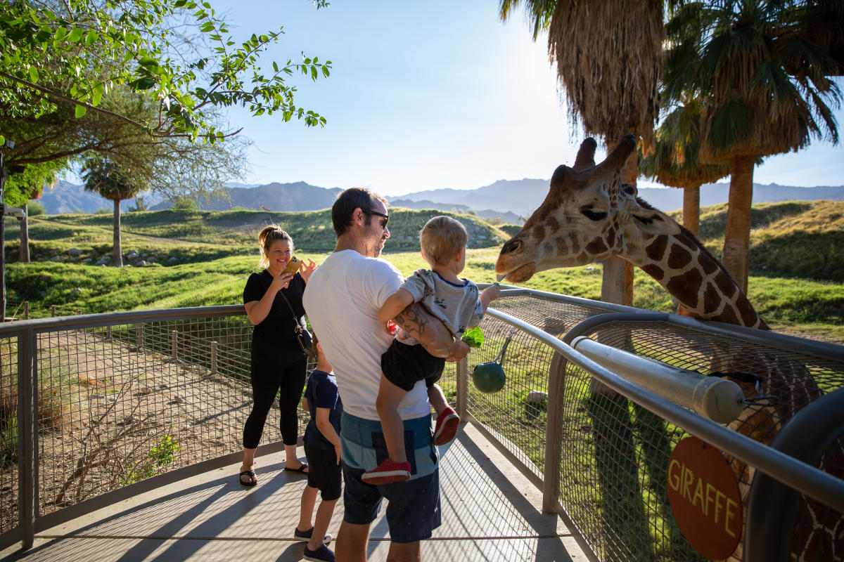 Giraffe feeding at The Living Desert Zoo and Gardens