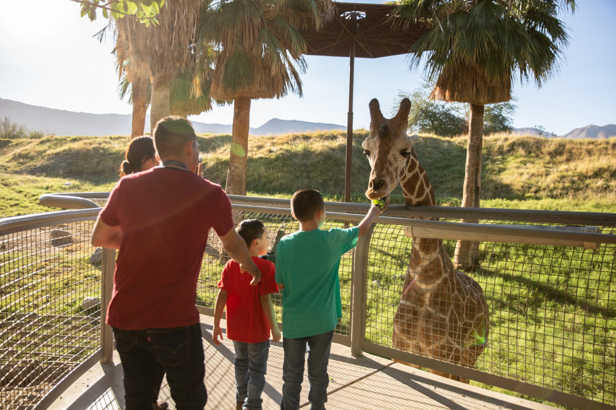 Feeding the giraffes at The Living Desert Zoo and Gardens