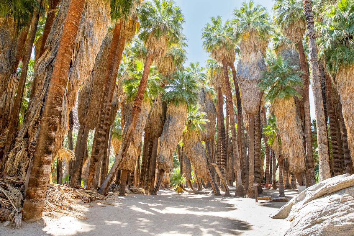 GPS24_Palm_Canyon_14_C