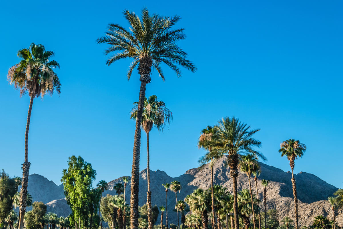 Scenic palm trees and blue skies.
