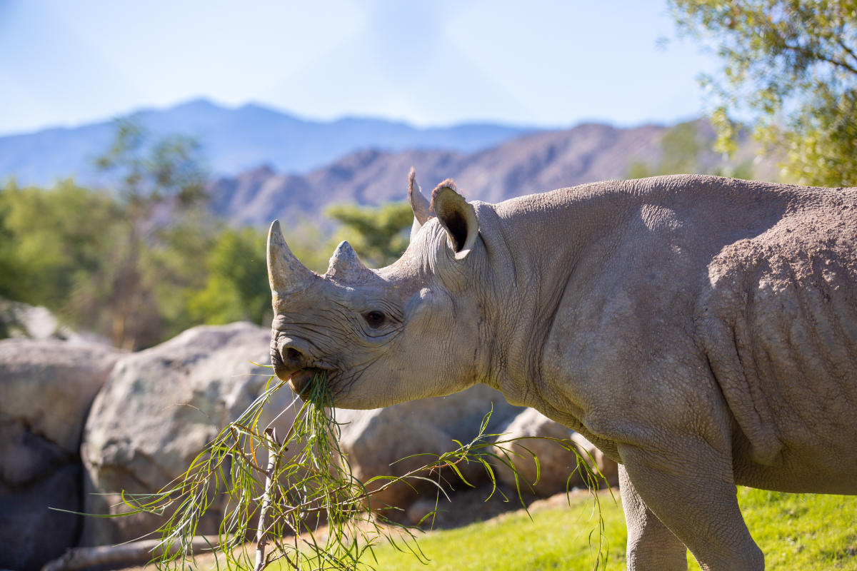 Rhino eating grass at The Living Desert