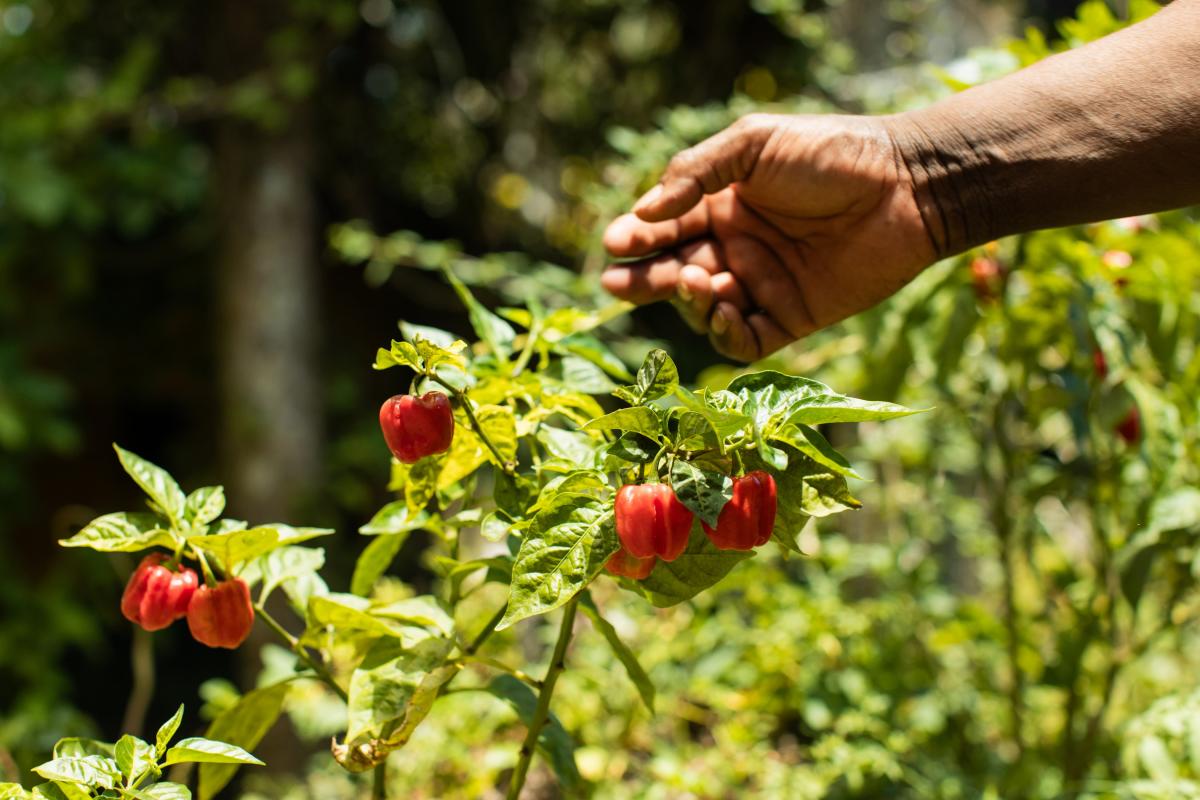 achiote-colon-province-panama
