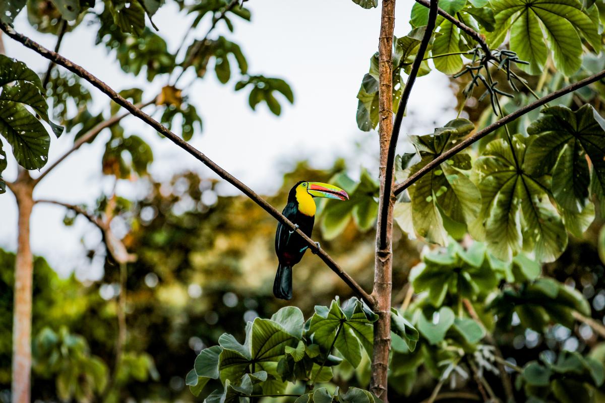 Toucan at Cerro Ancón, Panama City