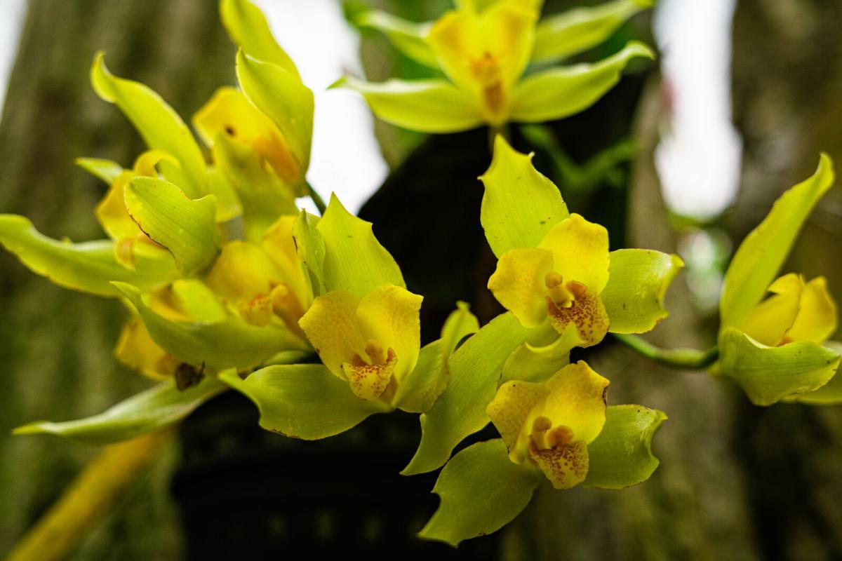 finca-dracula-botanical-gardens-cerro-punta-chiriqui-province