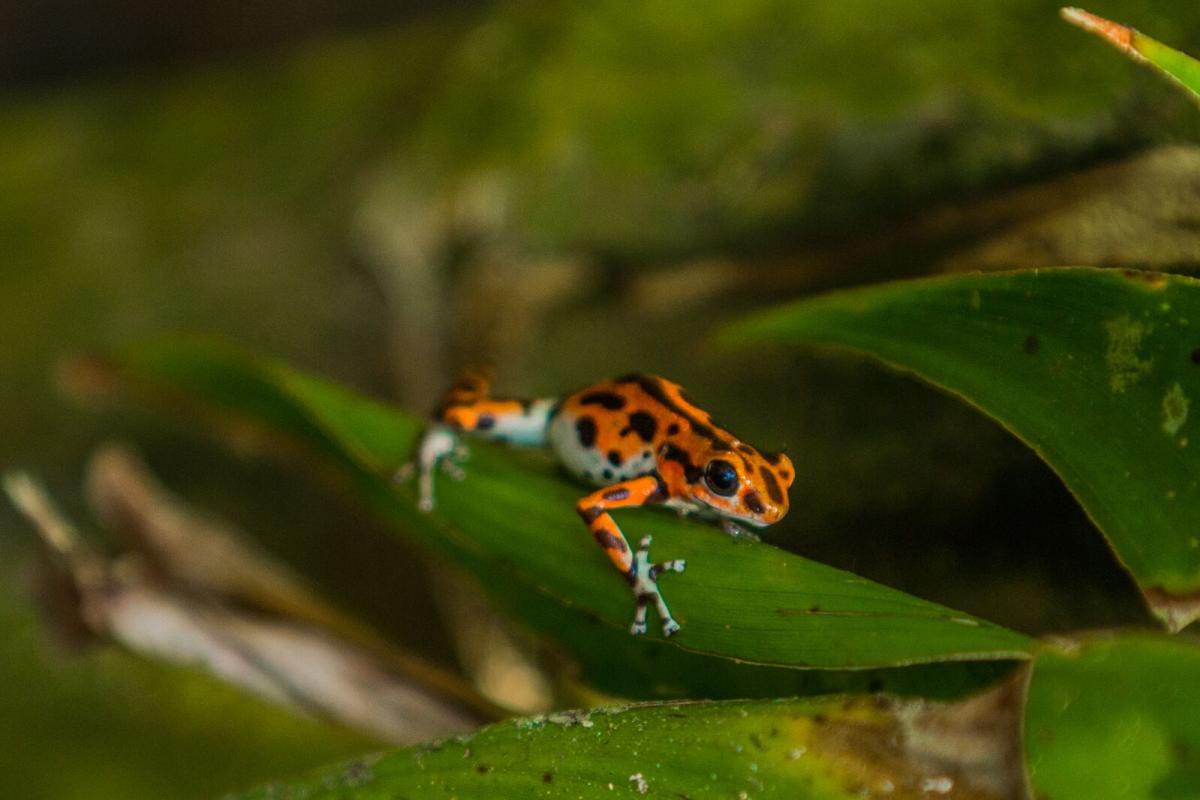 poison-dart-frog-bastimentos