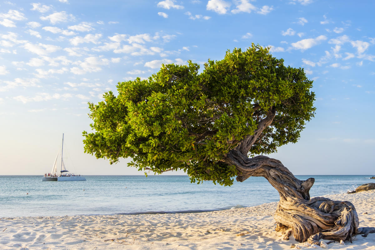 A lone Divi Divi tree with twisted branches leans towards the ocean on a sandy beach.  A sailboat is visible in the distance.