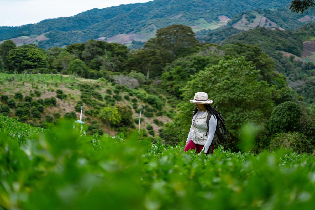 Visitante recorriendo la finca de café en Finca Café Don Lara. Cordillera de montañas al fondo.