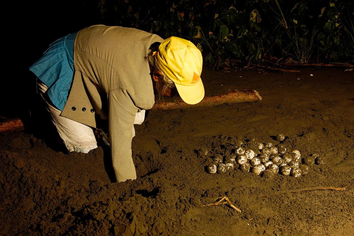 Sea turtle eggs on a Pacific beach in Panama protected during the nighttime nesting process