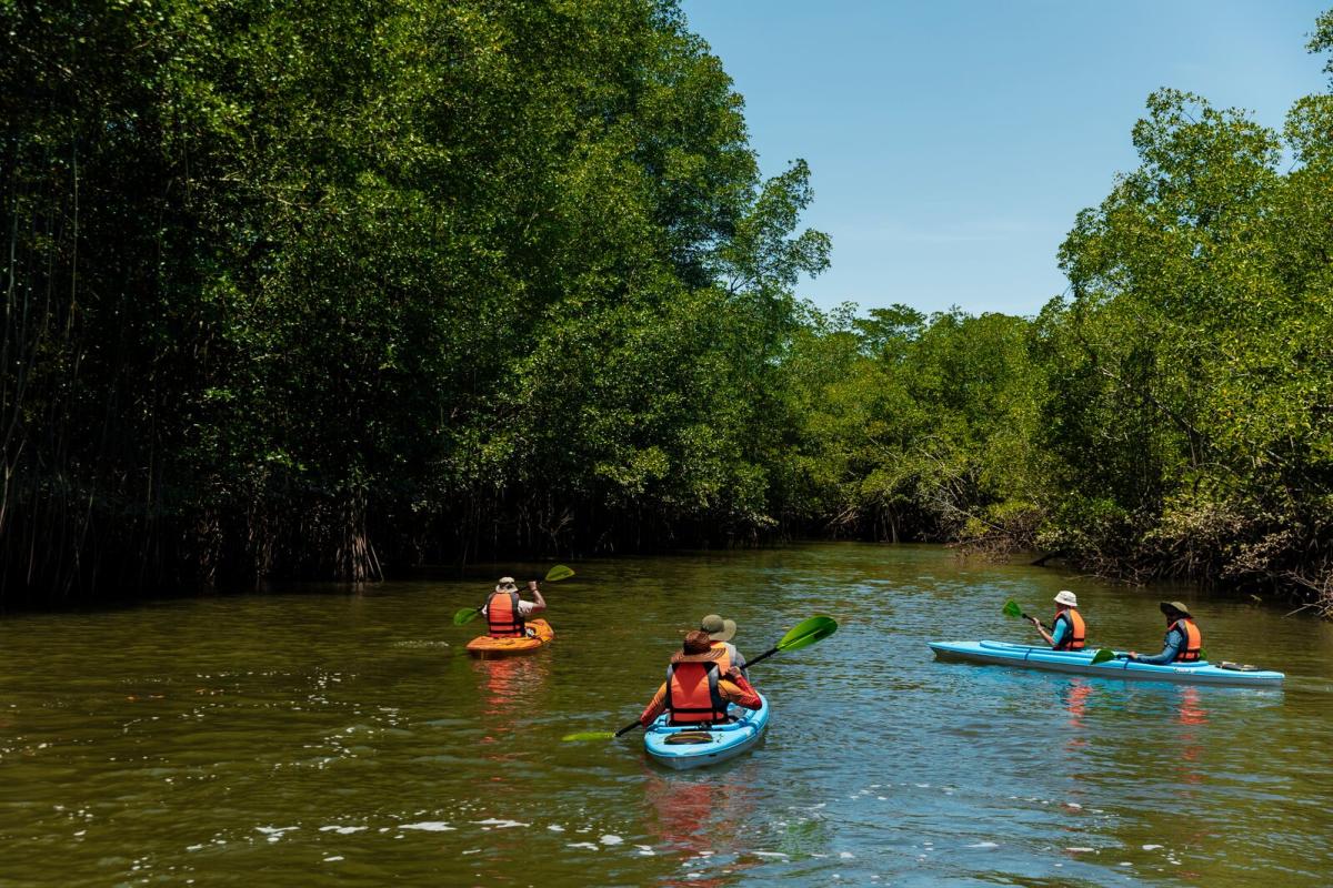 Grupo de personas haciendo kayak a través del manglar con frondosa vegetación