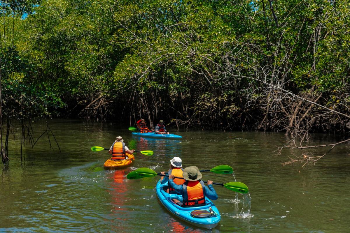 People kayaking through the mangrove with lush vegetation.