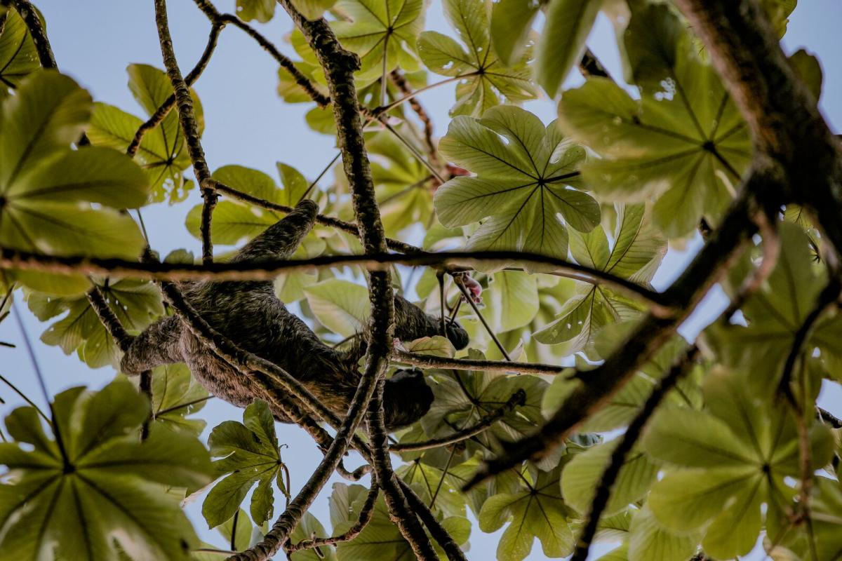 Sloth, Cerro Ancón