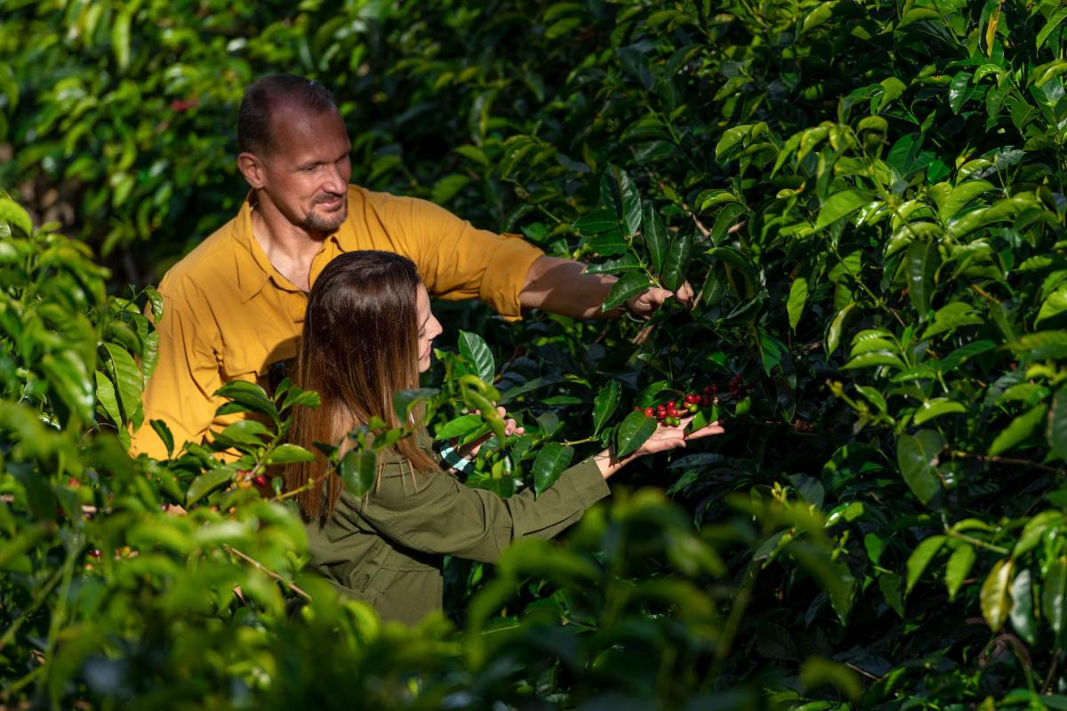 Coffee farm