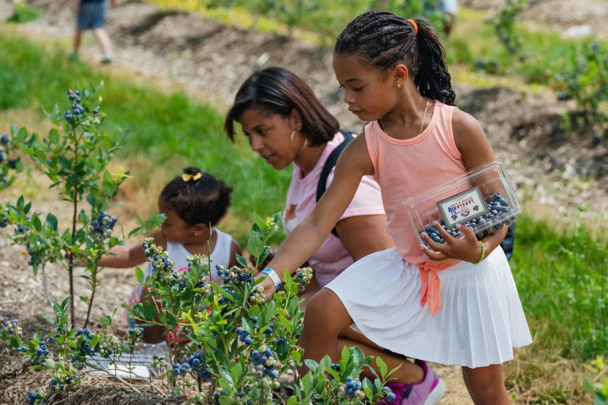 two little girls picking blueberries along side their mother at Lakeland Orchard