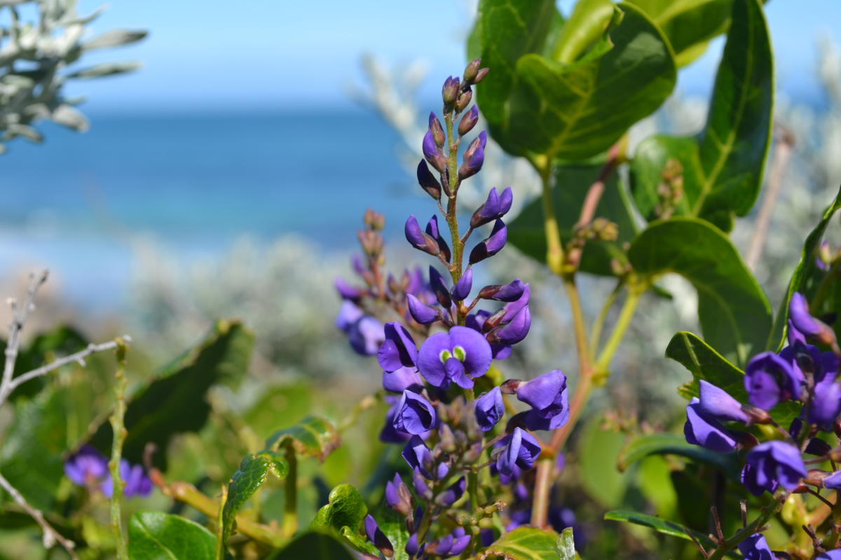 Iluka Foreshore Reserve