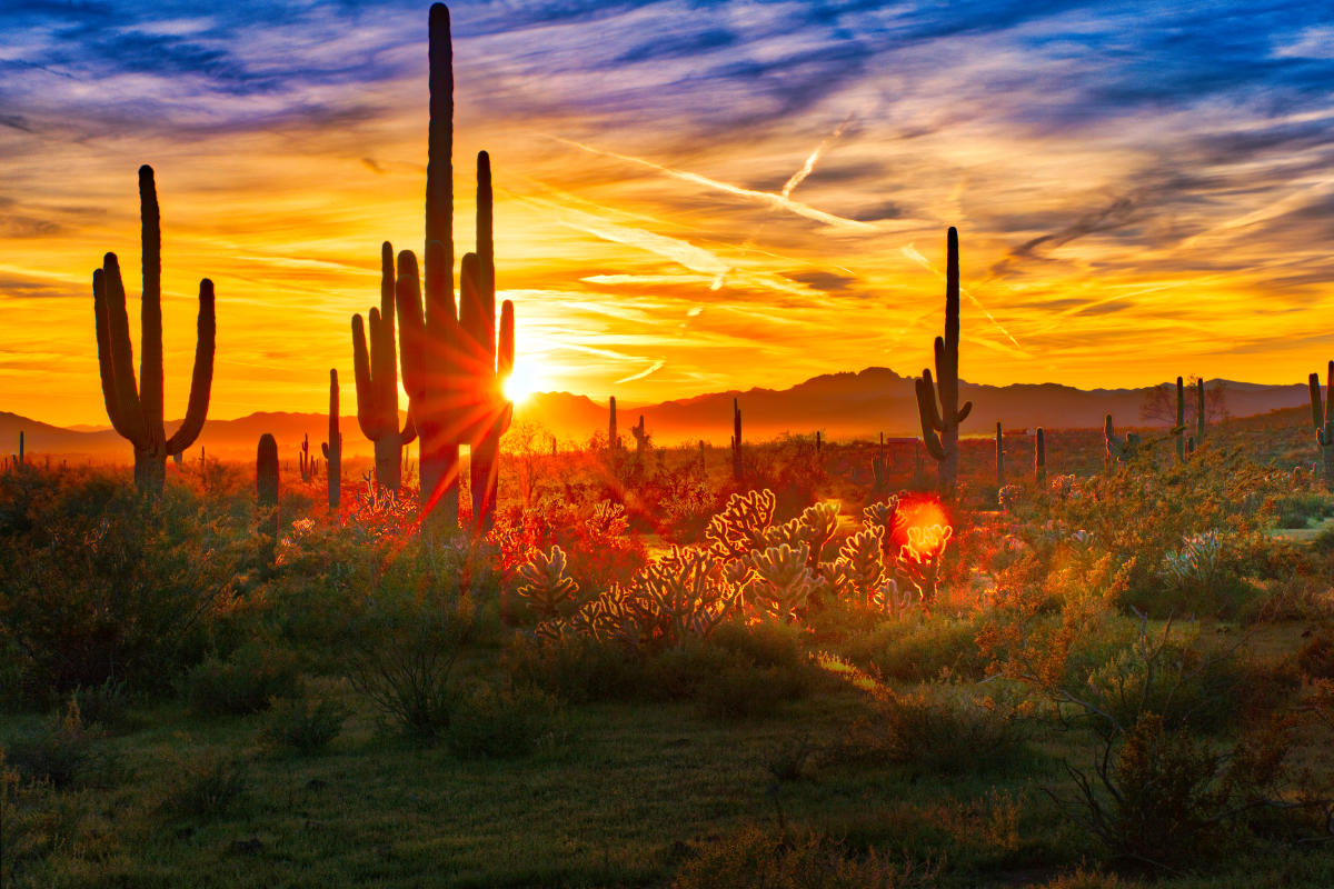 Saguaros at Sunset in Sonoran Desert near Phoenix