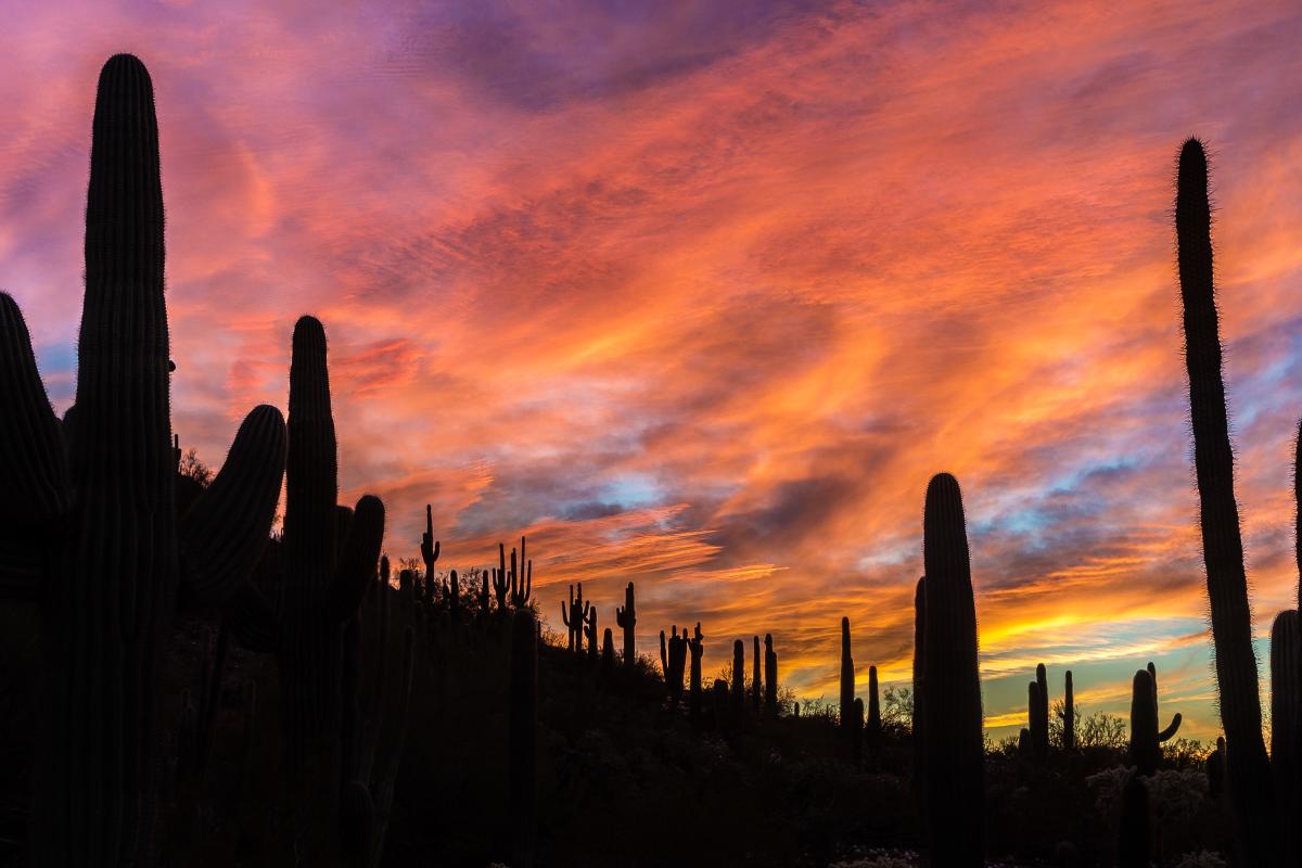 Sunset at Desert Botanical Garden