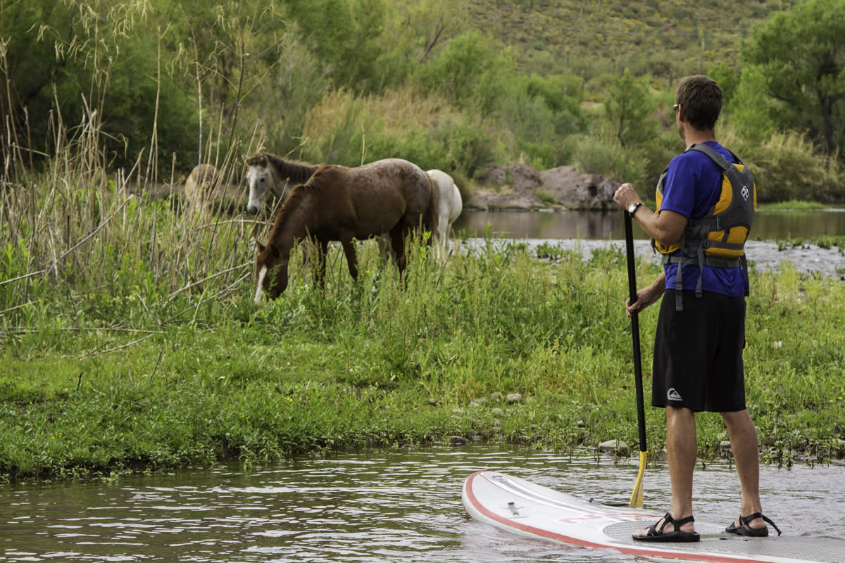 paddleboarding salt river horses