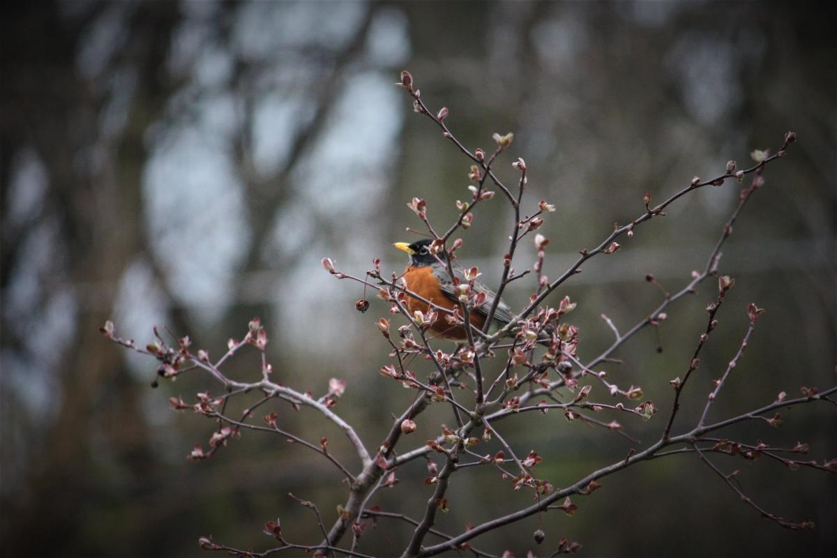 Robin Bird In Tree