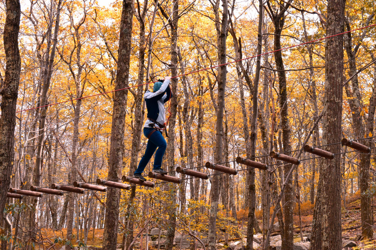 Take in the scenic view from the treetops