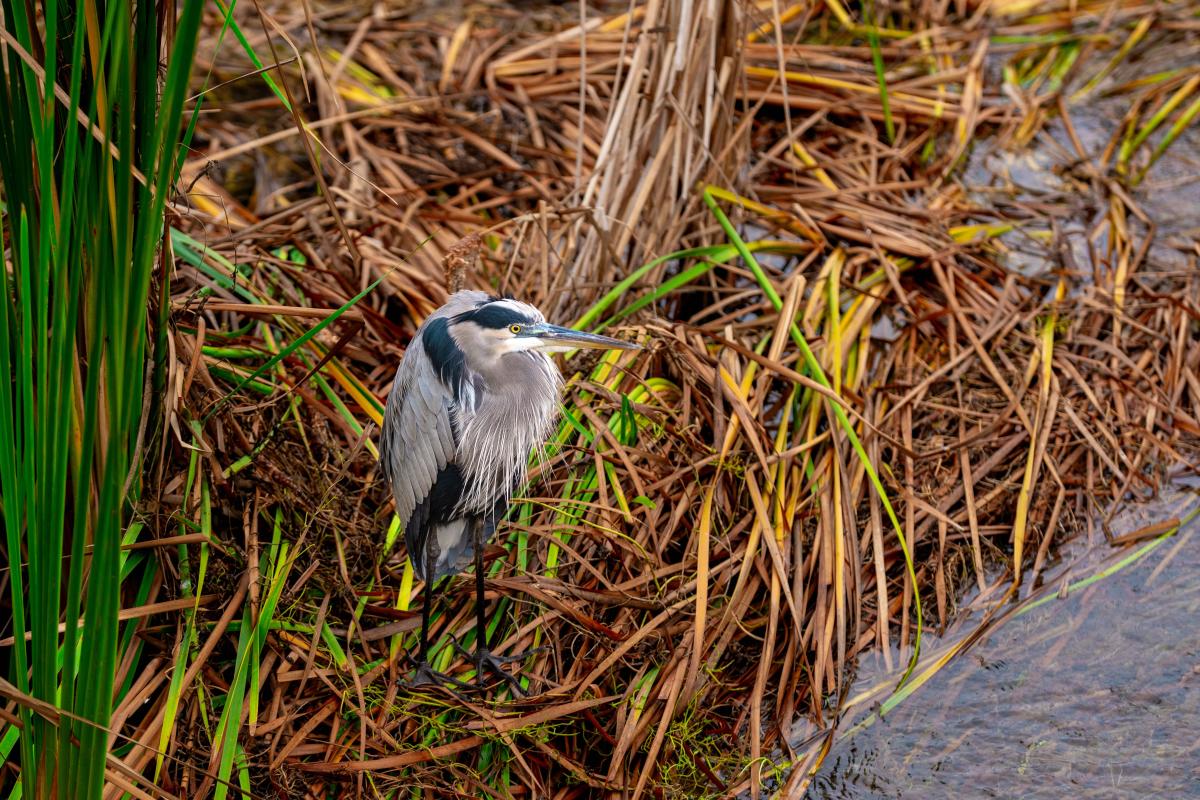 Birding
