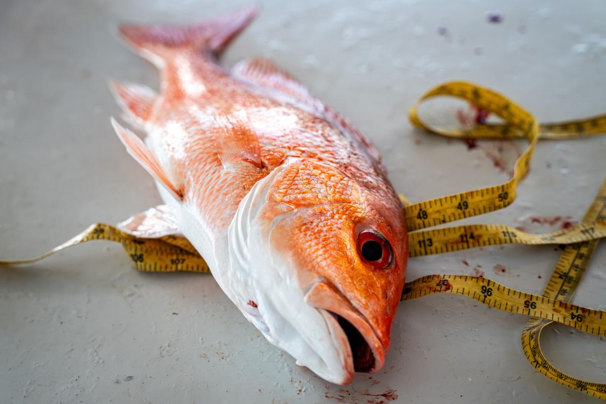 snapper-offshore-fishing