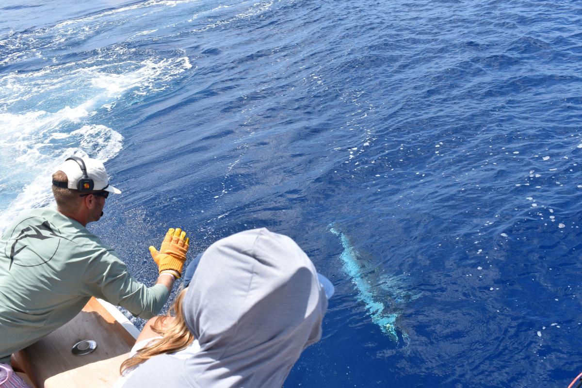 Marlin-fsihing-offshore-twat